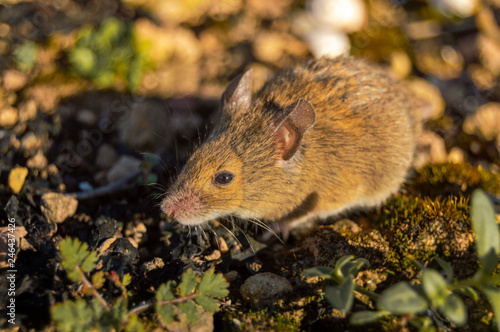 Cute and small field mouse  Apodemus sylvaticus  in the nature of the countryside. Wild brown wood mouse during a sunny day.