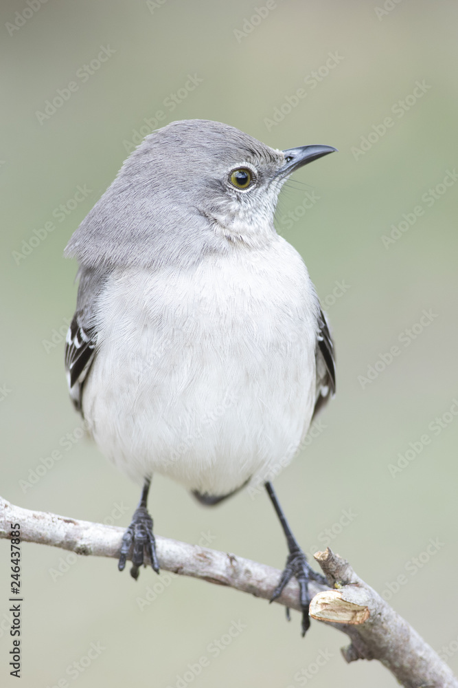 Fototapeta premium Mockingbird perched on a branch