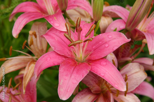 pink asiatic lilies