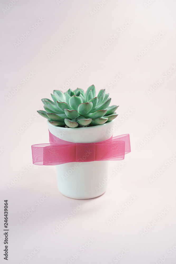 Beautiful green succulent isolated inside a cup with pink bow isolated on living coral color background. Concept of gift for Valentine's day, birthday, 8 March, shop, delivery, copy space. Beautiful green succulent isolated inside a cup with pink bow isolated on living coral color background. Concept of gift for Valentine's day, birthday, 8 March, shop, delivery, copy space.