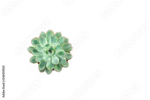 Minimalist modern banner with beautiful green succulent isolated on white background. Flat lay, top view. Horizontal. Concept for gift, with lots of copy space for your text.