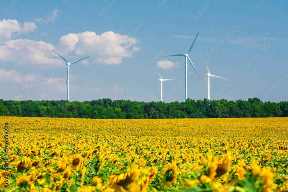 sunflower field with windmills on blue sky background