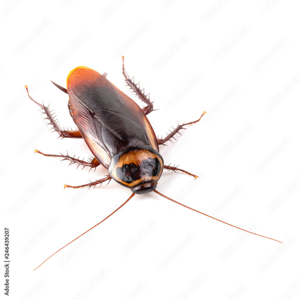 close-up cockroach isolated over a white background close-up cockroach isolated over a white background