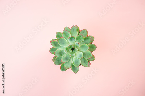 Minimalist modern concept with beautiful green succulent isolated on living coral color background. Flat lay, top view. Horizontal. For gift, with lots of copy space for your text.