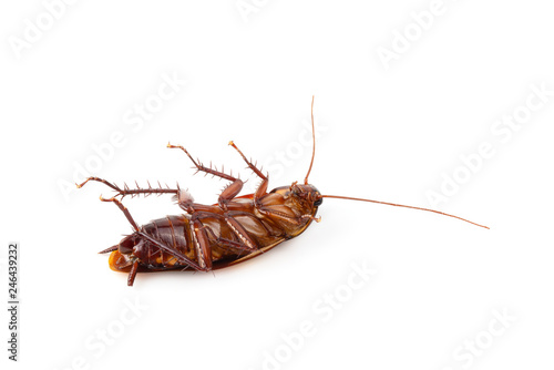 close-up cockroach isolated over a white background