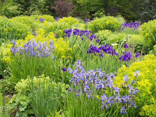 blaugelber Staudengarten photo