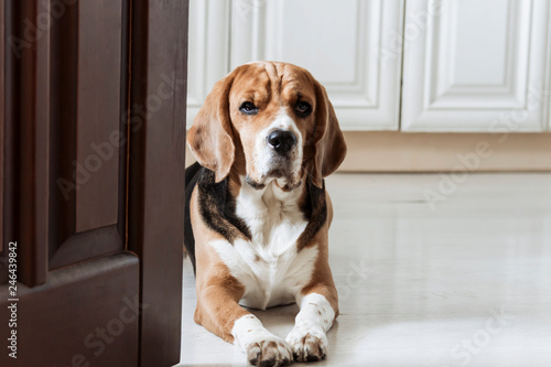 funny cute dog beagle sits on the floor near the door
