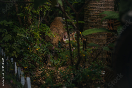 red cat hunts in the garden. Vietnamese Bobtail © Diko.Photos