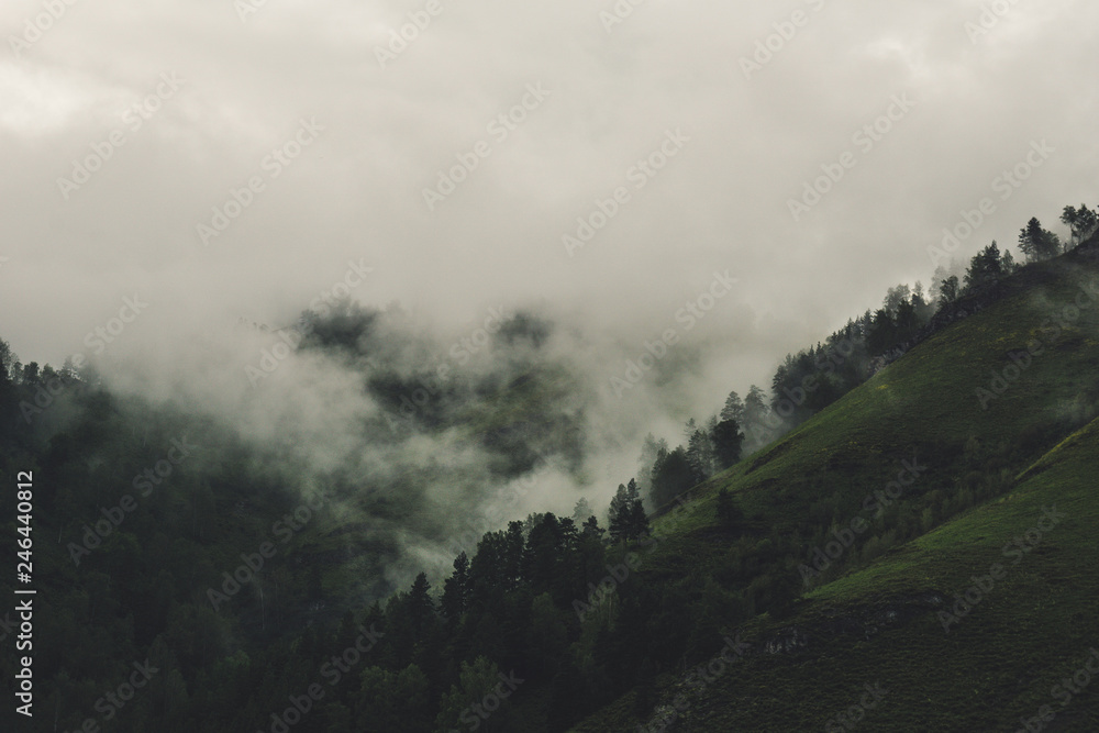 fog in the mountains with forest. somber forest landscape.