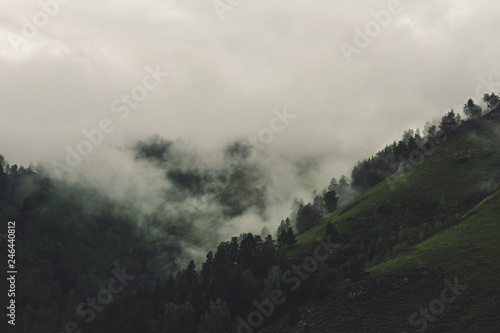fog in the mountains with forest. somber forest landscape. © Андрей К