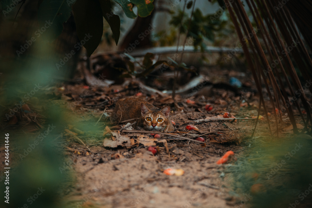 Obraz premium red cat hunts in the garden