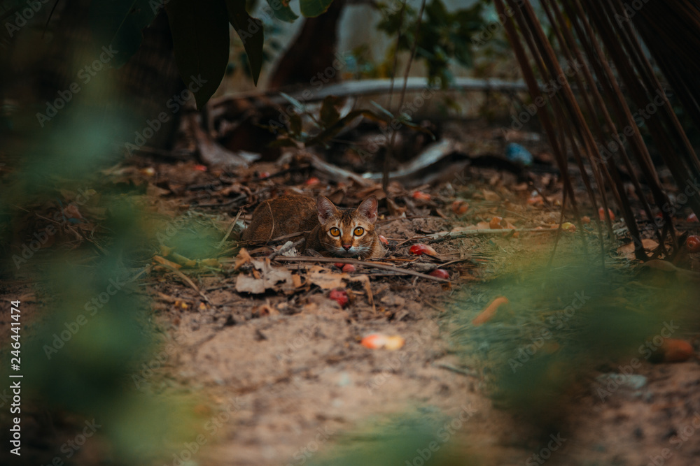 red cat hunts in the garden. Vietnamese Bobtail red cat hunts in the garden. Vietnamese Bobtail