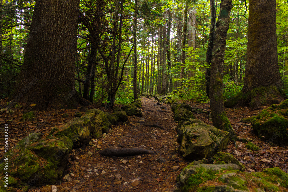 Forest Forest