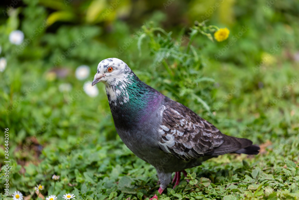 Pigeon on grass field