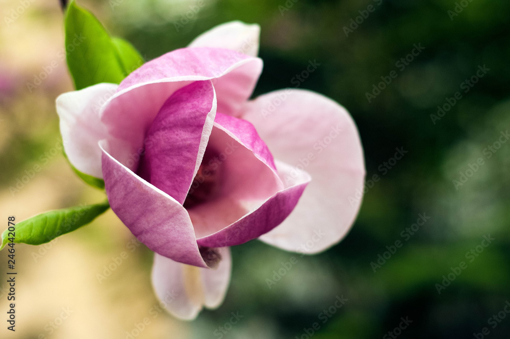 Fototapeta premium Pink and White Magnolia flowers against a background of flowers and green leaves. Beautiful magnolia tree (Magnolia denudata) is blossoming in park in spring time. Spring background with flowers.