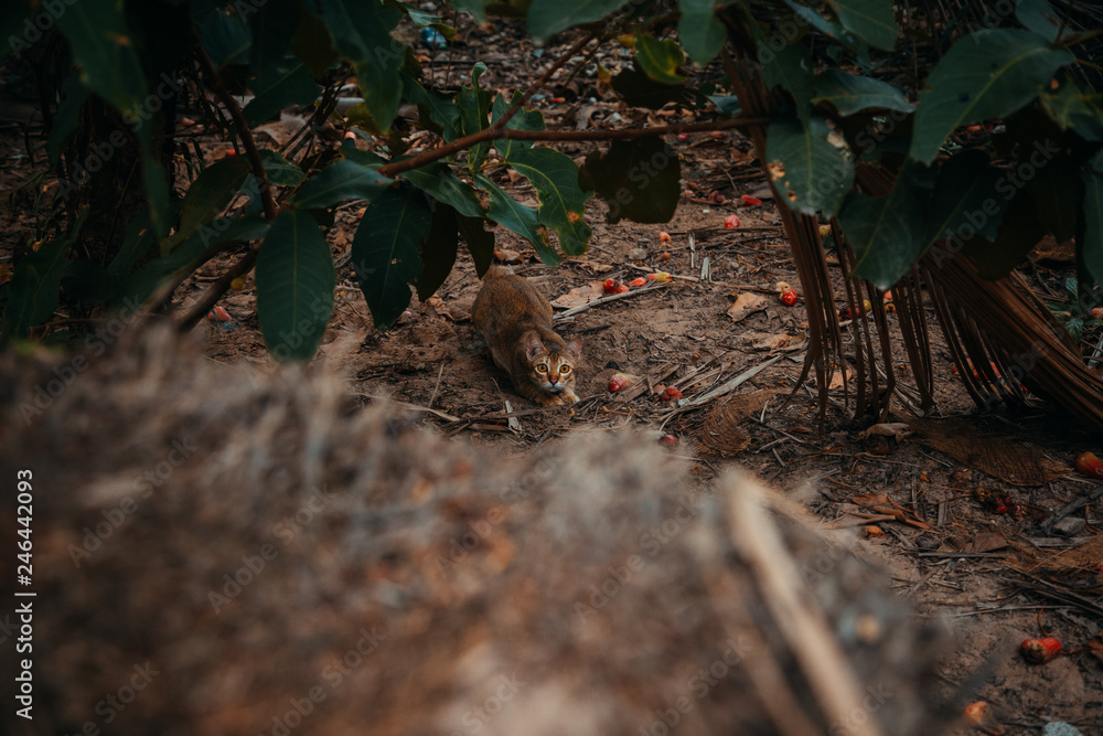 Fototapeta premium red cat hunts in the garden. Vietnamese Bobtail