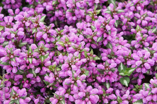 Dead nettle lamium purple plant background