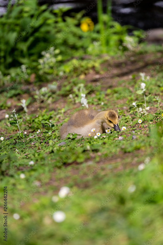 Young canadian goose Young canadian goose