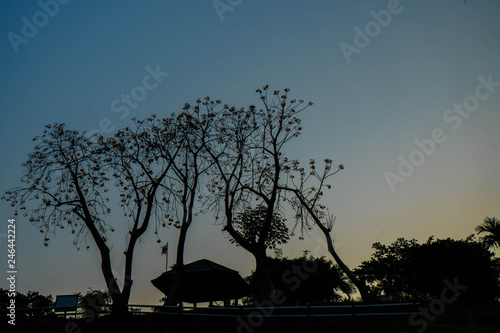 silhouette of tree