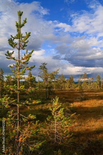 wonderful wilderness in the swedish national park Fulufjället with pine trees