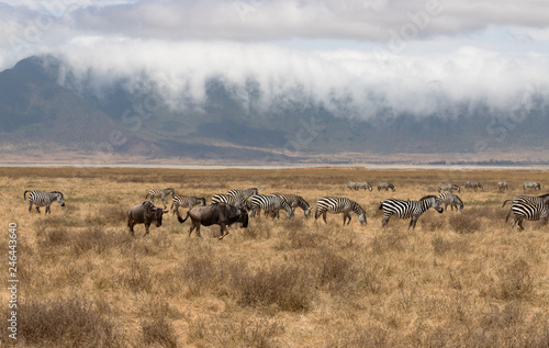 Ngorongoro Crater Safari /gnus  and zebras © Mariola