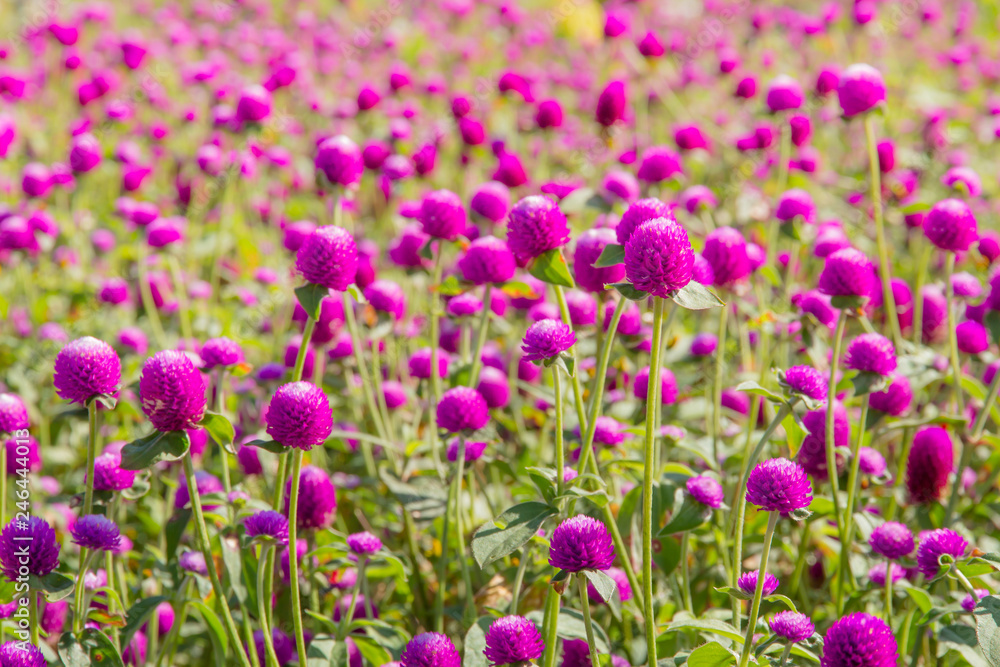 Purple amaranth flower in the garden with sunlight fair