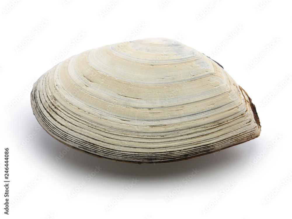 saragai (northern great tellin clam), japanese seafood isolated on white background saragai (northern great tellin clam), japanese seafood isolated on white background