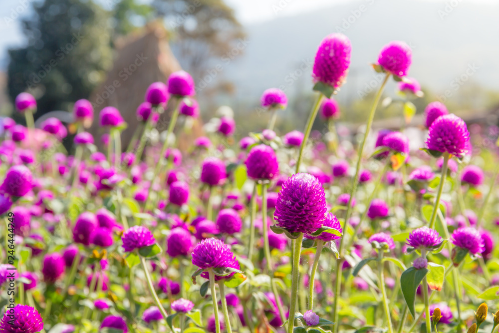 Purple amaranth flower in the garden with sunlight fair