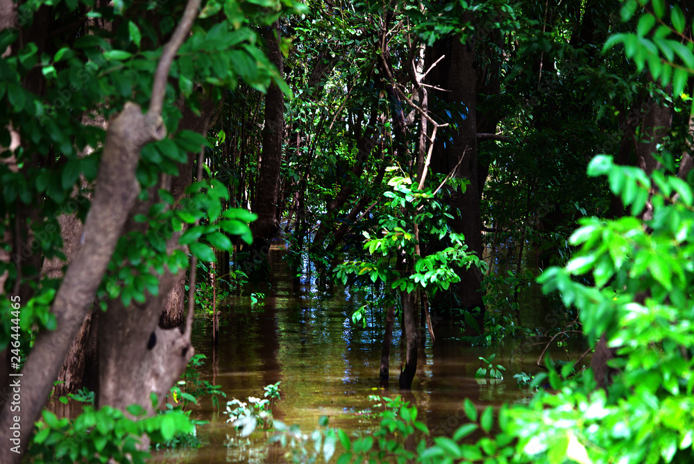Naklejka premium Manaus, Amazonas, Brazylia. Rzeka Rio Negro i jej piękno, które zachwyca wszystkich odwiedzających. Amazonia, żywa natura.