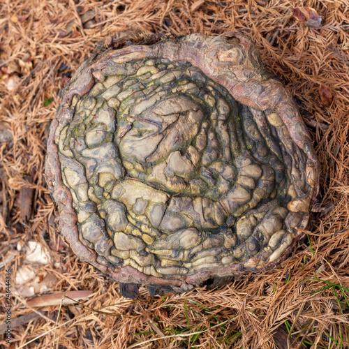Εκτύπωση καμβά Closeup of gnarly cypress knee.