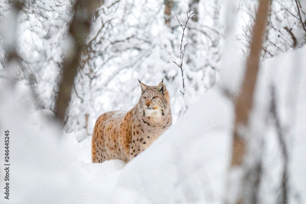 Large lynx cat walks in the cold and magnificent winter forest Large lynx cat walks in the cold and magnificent winter forest