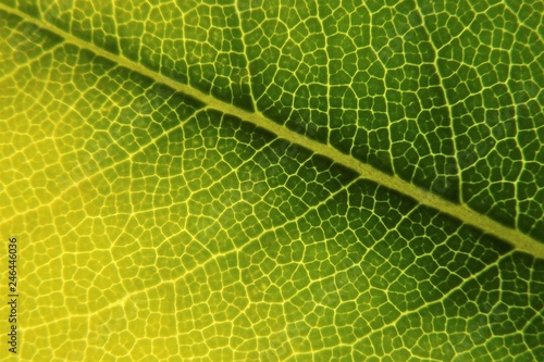 Close-up of a fake orange blossom leaf (Pittosporum tobira)
