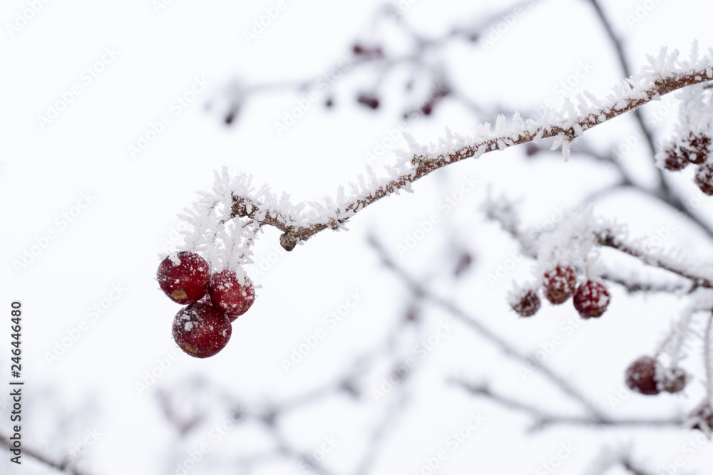 Frost, Winter, Eiskristalle