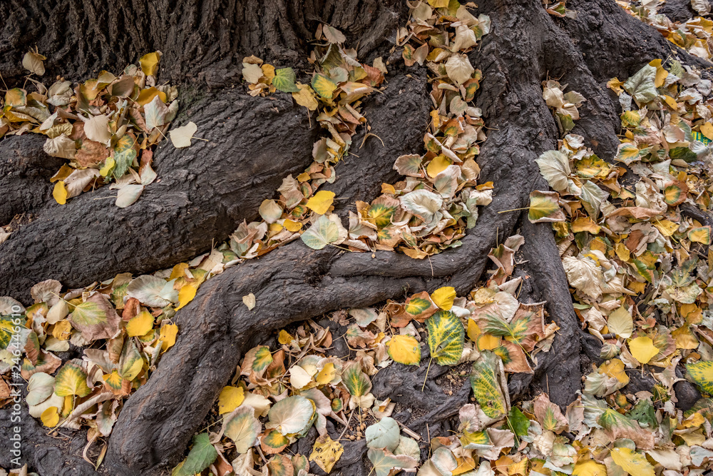 Beautiful roots of huge tree covered with fallen autumn leaves in cloudy autumn day in downtown Sofia, Bulgaria Beautiful roots of huge tree covered with fallen autumn leaves in cloudy autumn day in downtown Sofia, Bulgaria
