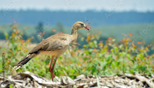 Red-legged seriema picking sticks to make nest photo