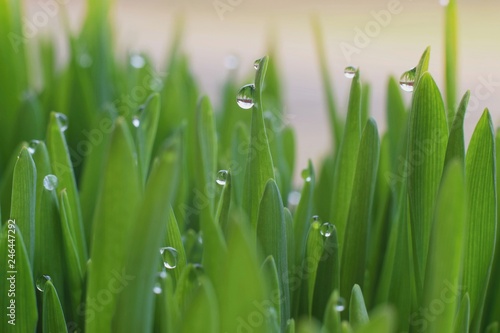 Droplets of morning dew in the fresh green grass