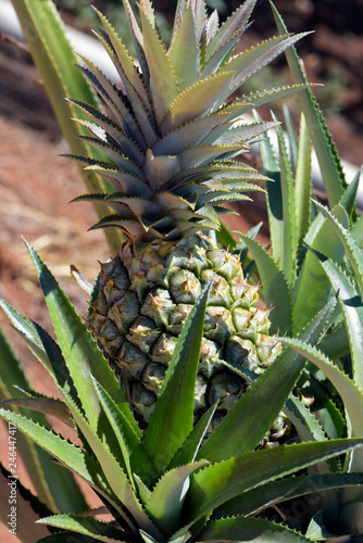 Closeup of pineapple plant with ripe fruit
