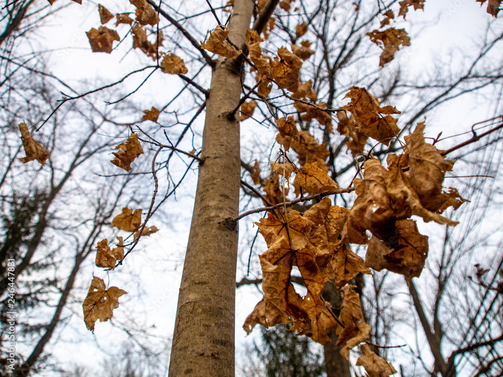 Fototapeta premium last brown leaves on a tree in winter