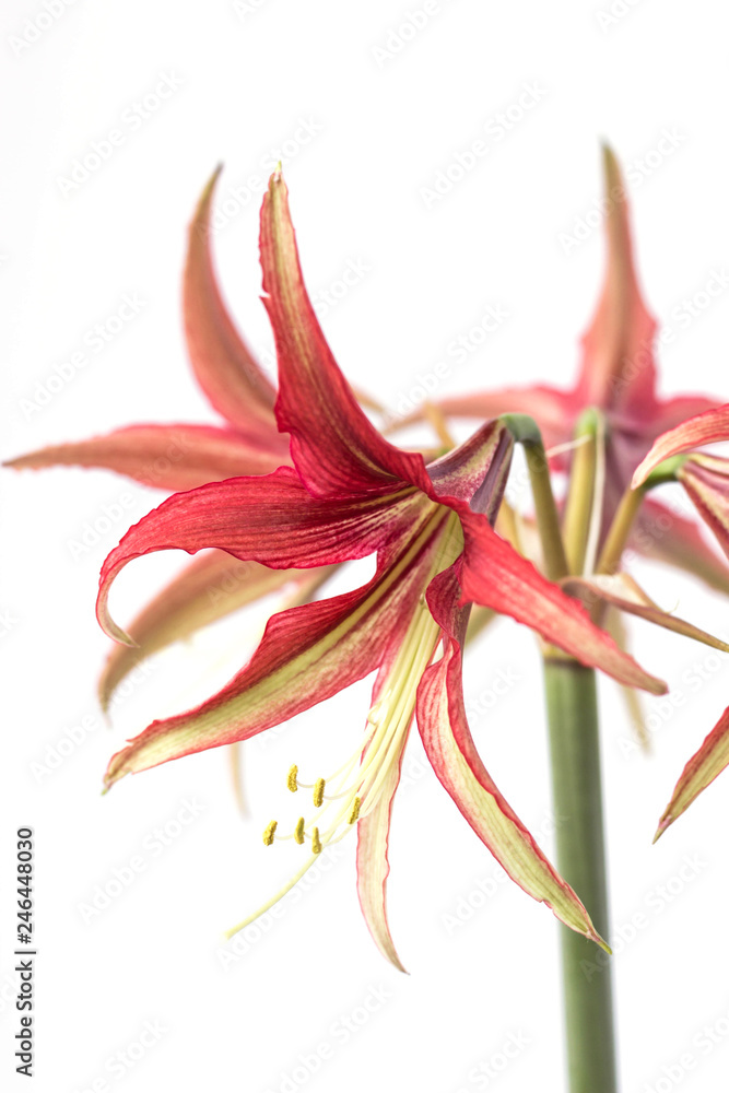 Beautiful flowers of the bulbous plant Hippeastrum. Red flowers on a white background. Isolated hippeastrum inflorescence. Hippeastrum La Paz.