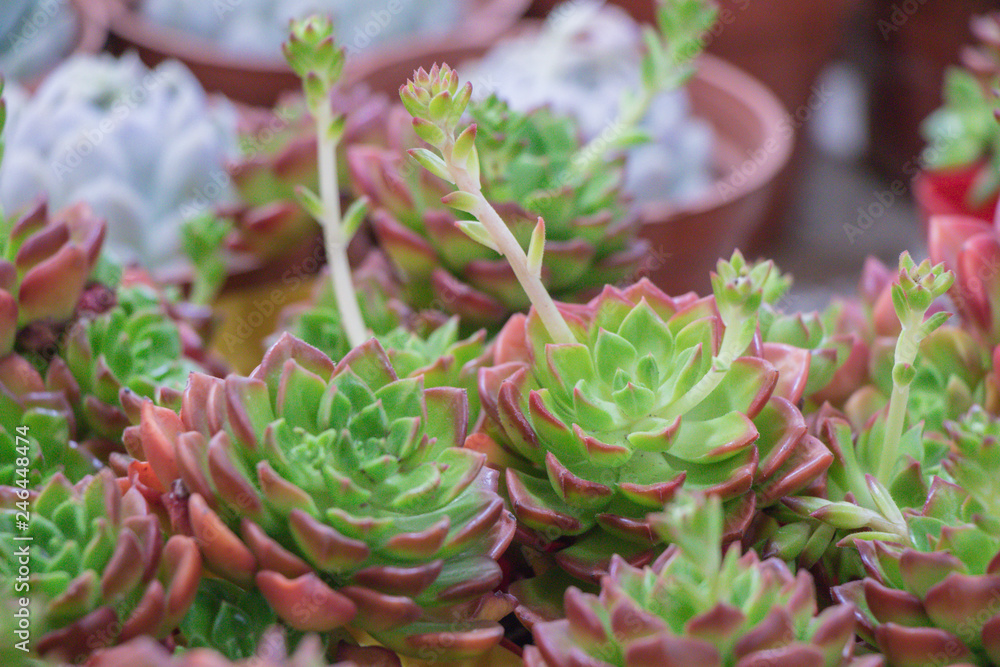 Close up Echeveria succulent plant. Close up Echeveria succulent plant.