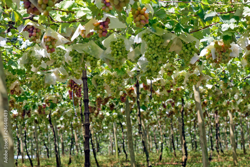 Grapevine full of bunches of table grapes