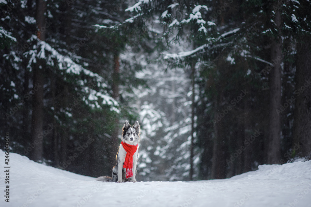 dog in a red scarf in the winter forest. Border Collie in winter. Pet on a walk