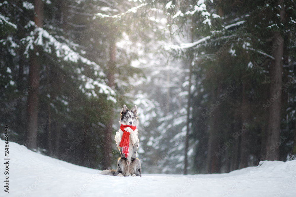 dog in a red scarf in the winter forest. Border Collie in winter. Pet on a walk