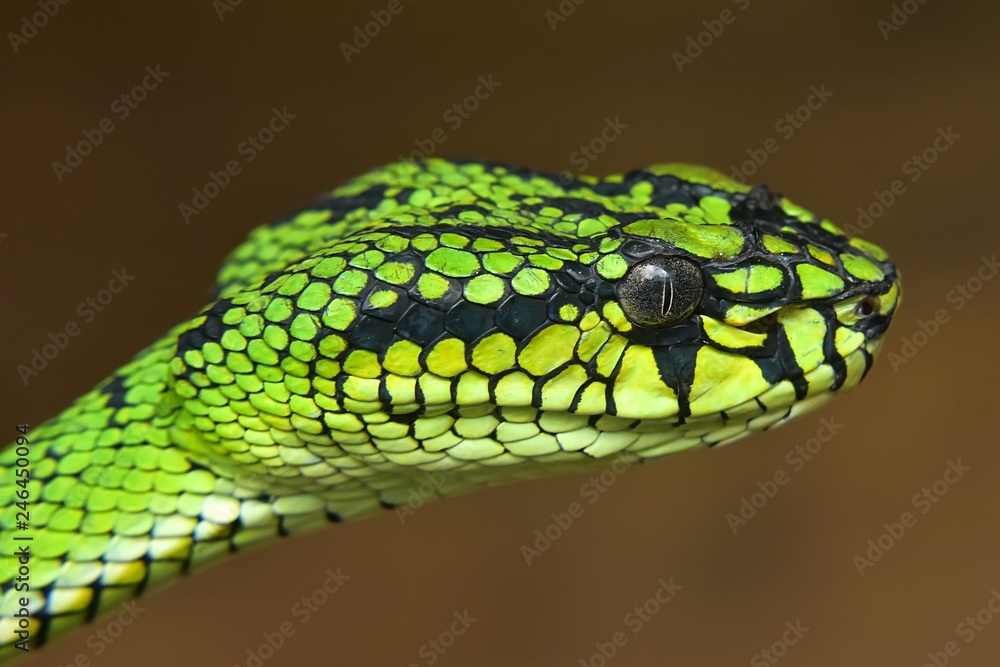 Obraz premium Green Pit Viper Snake