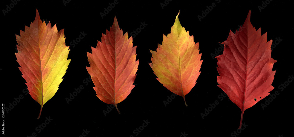 Fototapeta premium Autumn colorful leaves on a black background.