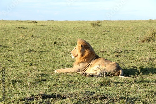 Lion on watch out in africa