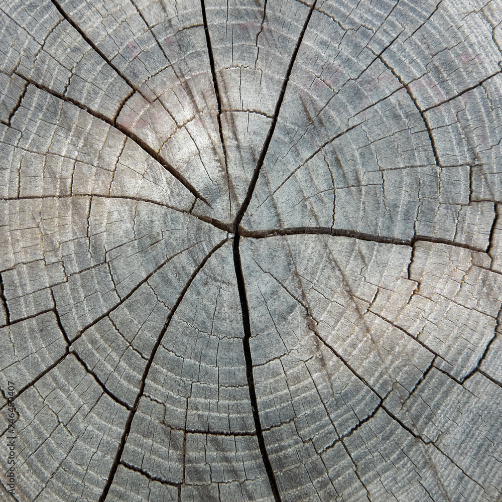 Fototapeta premium old wood texture of tree stump