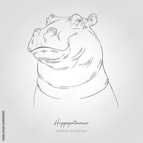 Realistic hand drawn vector sketch of hippo head.