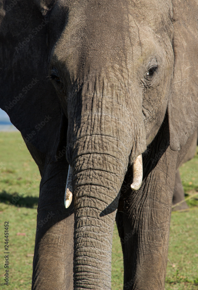 Obraz premium Closeup of an elephant in the wild