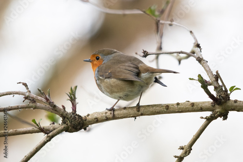 Robin bird on a branch © Markos Loizou